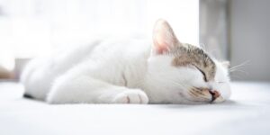 The Best Flea and Tick Treatments for Cats