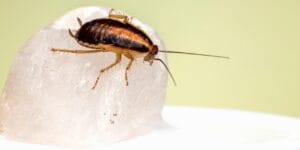 The Best Roach Killers