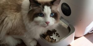 The Best Automatic Pet Feeder