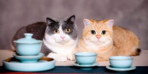 The Best Cat Food for Sensitive Stomachs