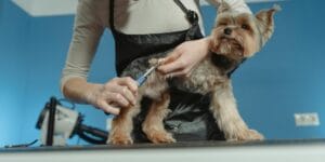 The Best Dog Nail Clippers