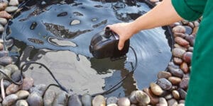 The Best Fountain Pump