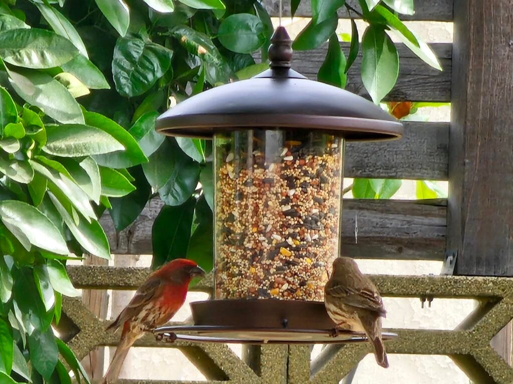 Best Classic Hanging Feeder: Youvip Metal Roof Bird Feeder