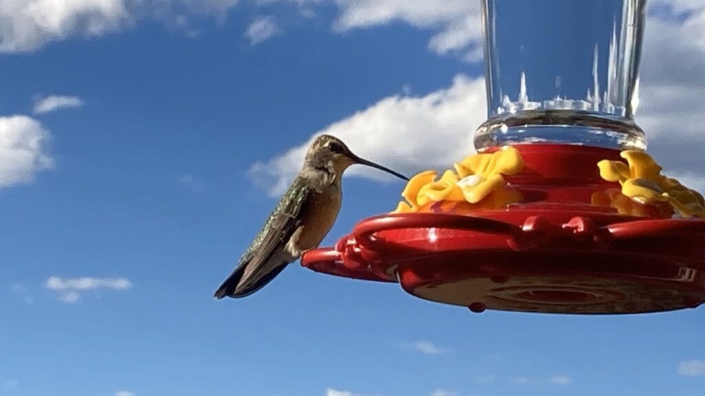 Best Hummingbird Feeder: SEWANTA Hummingbird Feeder