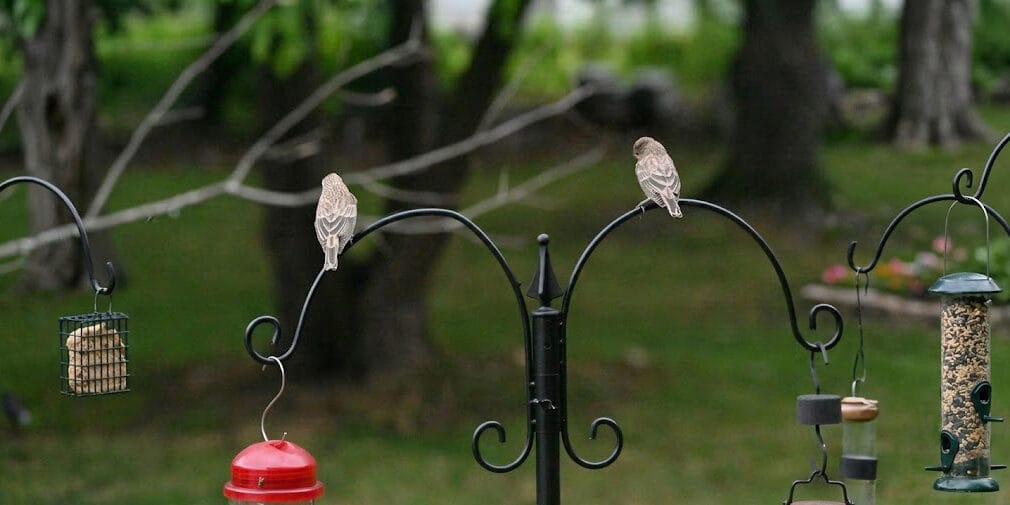 The Best Bird Feeder Poles