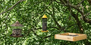 The Best Bird Feeders