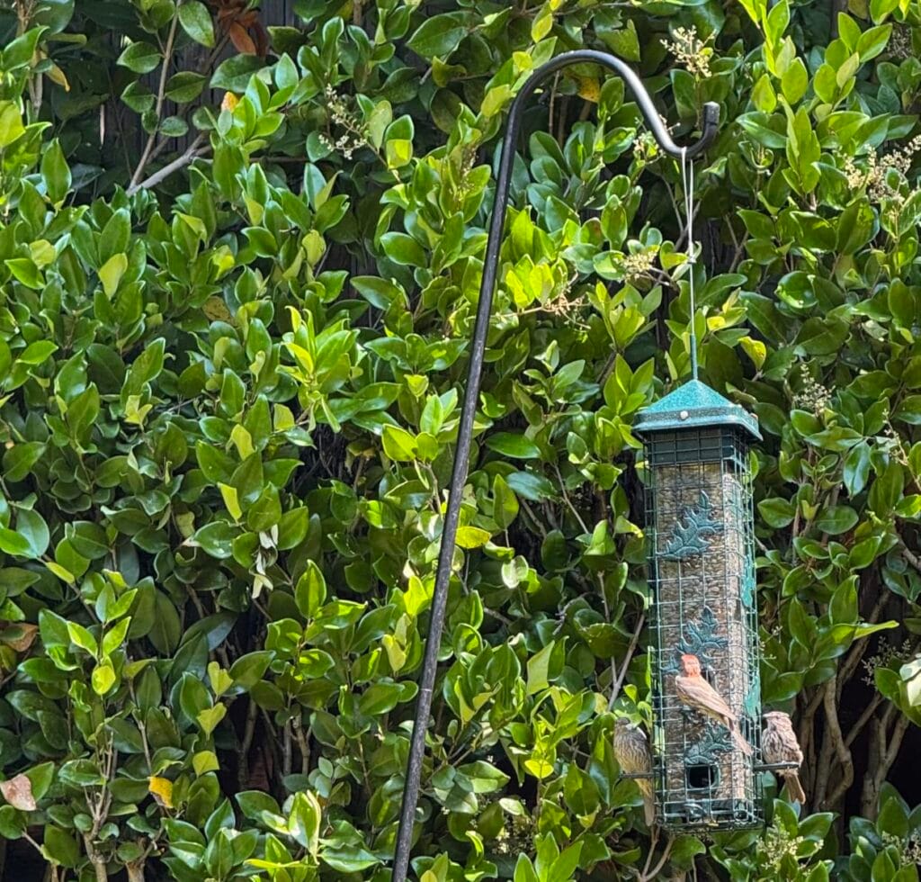 Brome Squirrel Solution200 Squirrel-Proof Bird Feeder