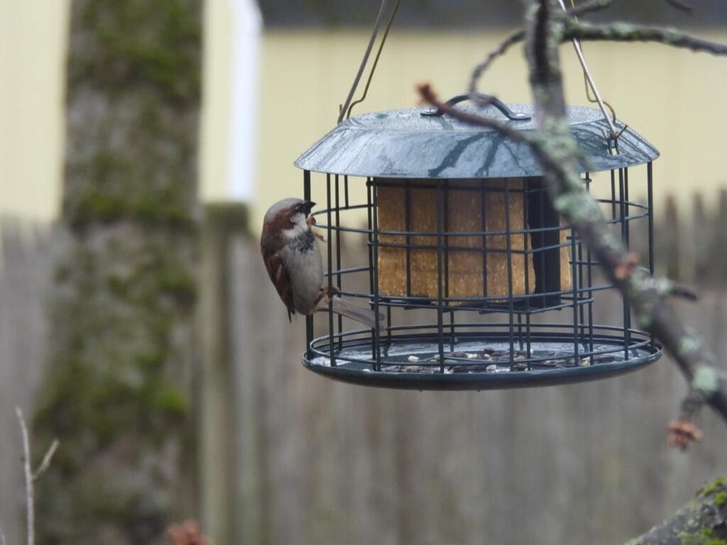 Kingsyard Squirrel Proof Suet Feeder