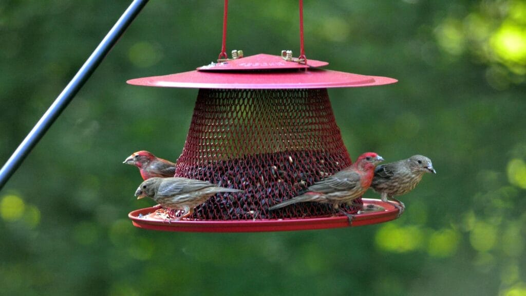 Best Feeder for Cardinals and Mixed Species: Perky-Pet Red Cardinal Wild Bird Feeder C00322