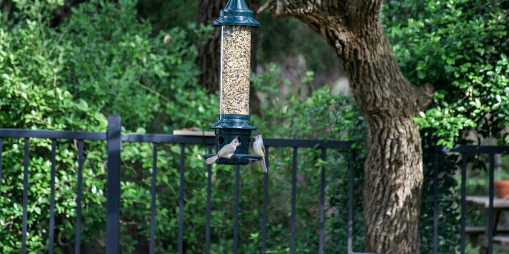 The Best Squirrel-Proof Bird Feeders
