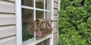 The Best Window Bird Feeders